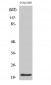 p21 Polyclonal Antibody