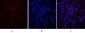 p21 Polyclonal Antibody