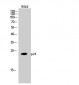 p23 Polyclonal Antibody