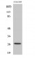 p27 Polyclonal Antibody