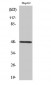 P2Y11 Polyclonal Antibody