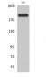 p300 Polyclonal Antibody