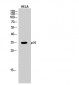 p35 Polyclonal Antibody