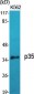 p35 Polyclonal Antibody