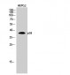 p38 Polyclonal Antibody