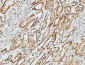 p38 Polyclonal Antibody