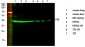 p38 Polyclonal Antibody