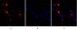 p38 Polyclonal Antibody