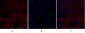 p38 Polyclonal Antibody