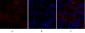 p38 Polyclonal Antibody