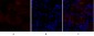 p38 Polyclonal Antibody