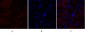 p38 Polyclonal Antibody