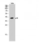 p38 Polyclonal Antibody