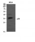 p38 Polyclonal Antibody