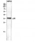 p38 Polyclonal Antibody