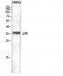 p38 Polyclonal Antibody