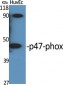 p47-phox Polyclonal Antibody