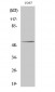 p53 Polyclonal Antibody