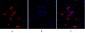 p53 Polyclonal Antibody