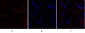 p53 Polyclonal Antibody