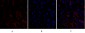 p53 Polyclonal Antibody