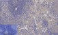 p53 Polyclonal Antibody