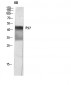 p57 Polyclonal Antibody