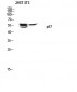 p57 Polyclonal Antibody