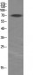 p70 S6 kinase α Polyclonal Antibody