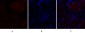 p70 S6 kinase α Polyclonal Antibody