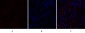 p70 S6 kinase α Polyclonal Antibody