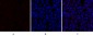 p70 S6 kinase α Polyclonal Antibody