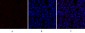 p70 S6 kinase α Polyclonal Antibody