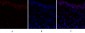 p70 S6 kinase α Polyclonal Antibody