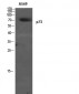 p73 Polyclonal Antibody