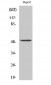 PAH Polyclonal Antibody