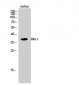 PAI-1 Polyclonal Antibody