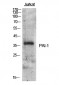 PAI-1 Polyclonal Antibody