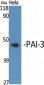 PAI-3 Polyclonal Antibody