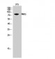 PAK5 Polyclonal Antibody