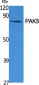 PAK5 Polyclonal Antibody