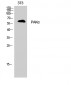 PAKα Polyclonal Antibody