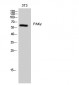 PAKγ Polyclonal Antibody