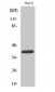 PAR-4 Polyclonal Antibody