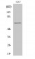 Paxillin Polyclonal Antibody