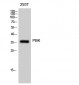 PBK Polyclonal Antibody