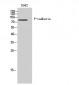 P-cadherin Polyclonal Antibody