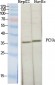 PCNA Polyclonal Antibody