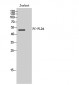 PC-PLD4 Polyclonal Antibody