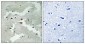 Pdcd-4 Polyclonal Antibody